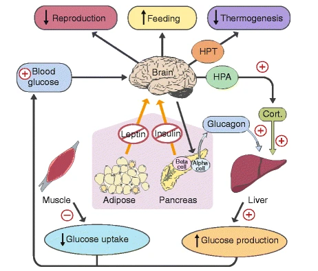 Leptin Resistance Diagram