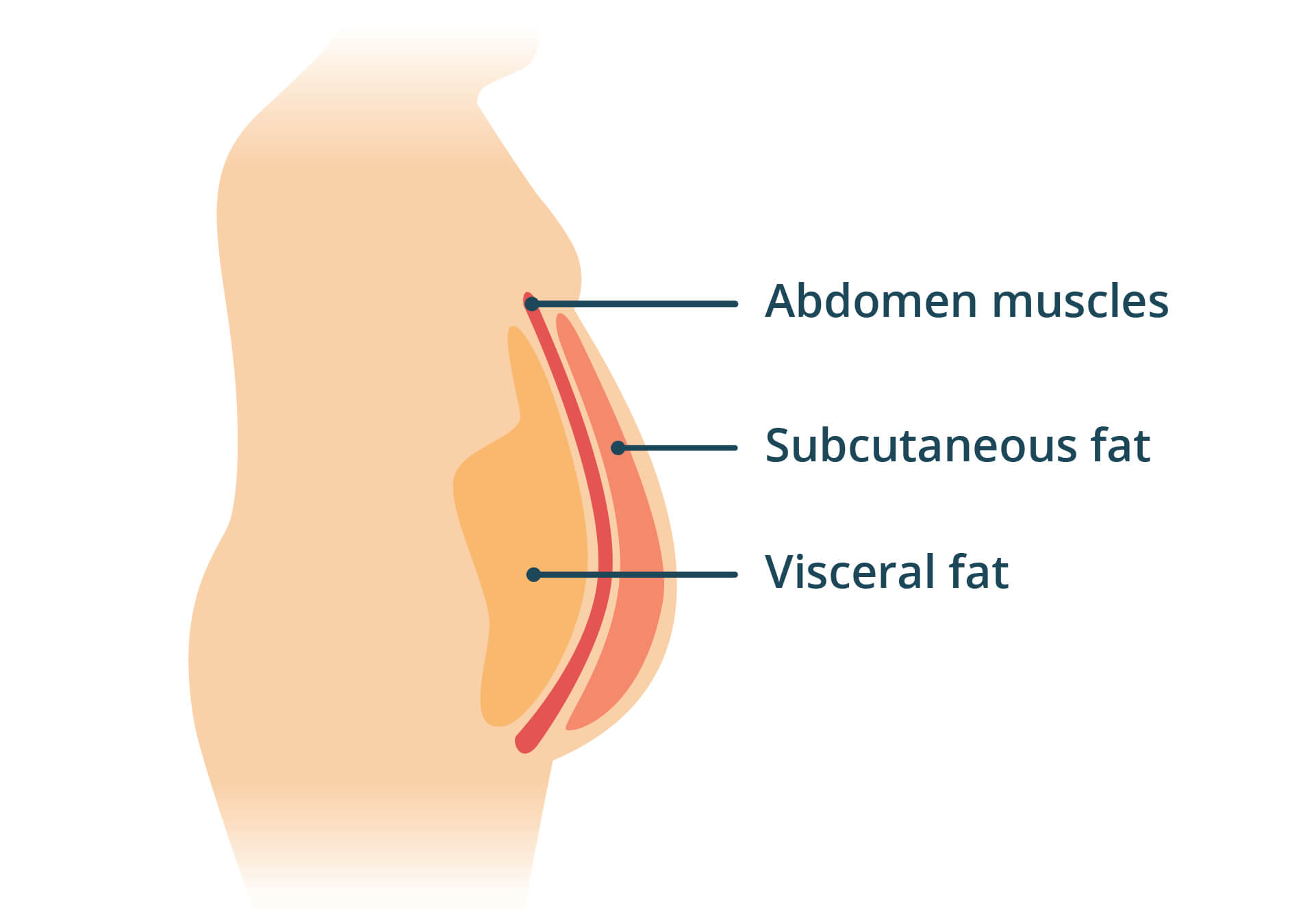Visceral Fat